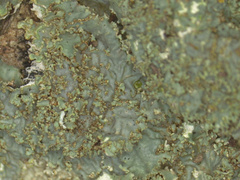 Punctelia appalachensis