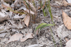 Elythranthera brunonis