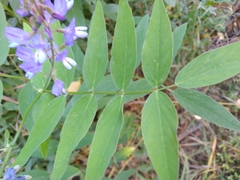 Galega orientalis