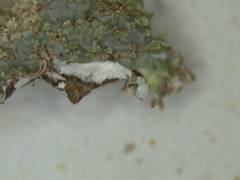 Punctelia appalachensis