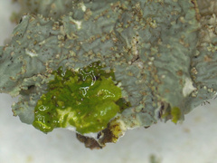 Punctelia appalachensis