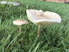 Marasmius nigrodiscus