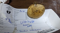 Suillus subaureus