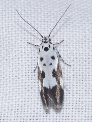 Ethmia quadrillella