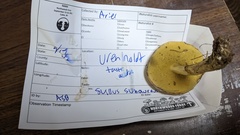Suillus subaureus