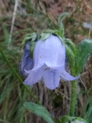 Campanula barbata