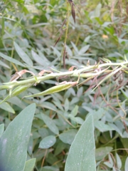 Galega orientalis