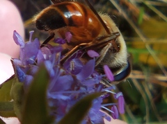 Eristalis tenax