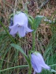 Campanula barbata