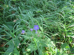 Geranium pseudosibiricum