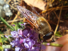 Eristalis tenax