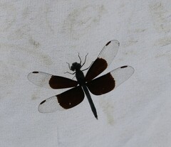Neurothemis tullia