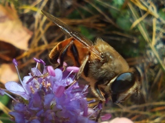 Eristalis tenax