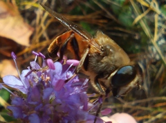Eristalis tenax