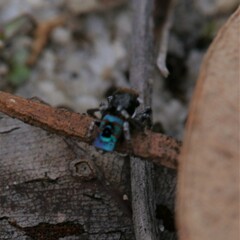 Maratus mungaich