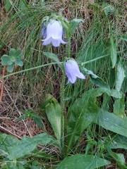 Campanula barbata