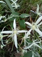 Clematis pubescens