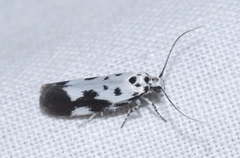 Ethmia quadrillella