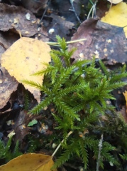 Climacium dendroides