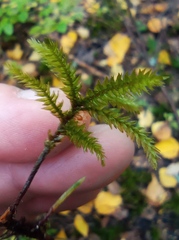 Climacium dendroides