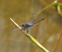 Potamarcha congener