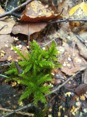 Climacium dendroides