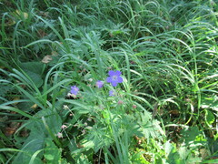 Geranium pseudosibiricum