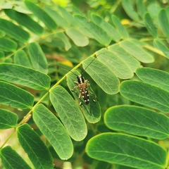 Glenea relicta