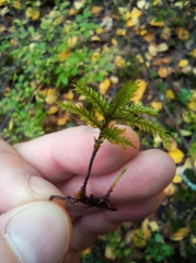 Climacium dendroides