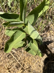 Asclepias syriaca
