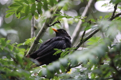 Turdus merula merula