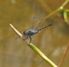 Potamarcha congener