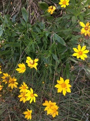 Coreopsis pubescens robusta