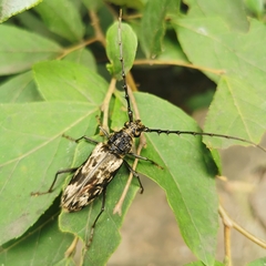 Trirachys orientalis