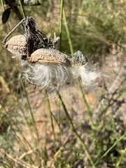 Asclepias syriaca