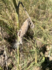 Asclepias syriaca