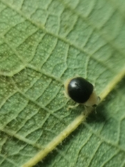 Ortaliini