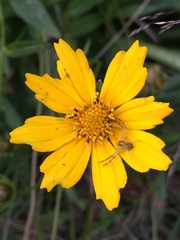 Coreopsis pubescens robusta
