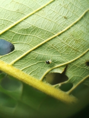 Ortaliini