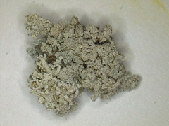 Stereocaulon glaucescens