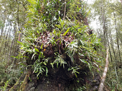 Microsorum pustulatum pustulatum