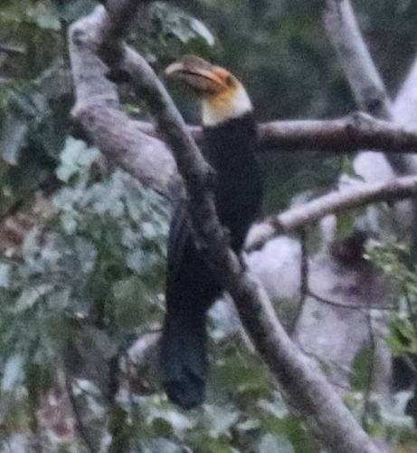 Sulawesi Hornbill (Rhabdotorrhinus exarhatus), photo 4