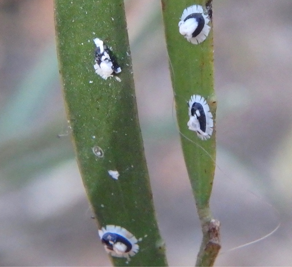 Pseudozaphanera