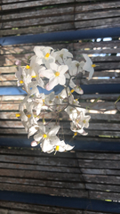Solanum laxum