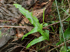 Microsorum pustulatum pustulatum