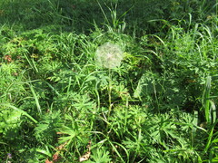 Tragopogon sibiricus