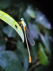 Ceriagrion cerinorubellum