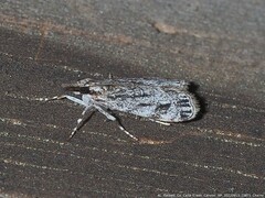 Eudonia strigalis