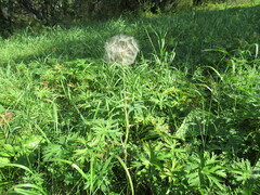 Tragopogon sibiricus