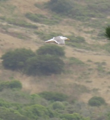 Larus glaucescens × occidentalis